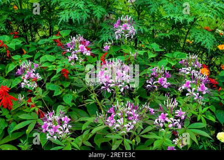 Spider Flower in Lalbagh Botanical Garden, Bengaluru Bangalore, Karnataka, Südindien, Indien, Asien Stockfoto