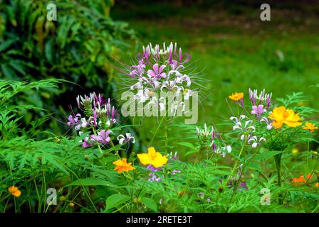 Spider Flower in Lalbagh Botanical Garden, Bengaluru Bangalore, Karnataka, Südindien, Indien, Asien Stockfoto