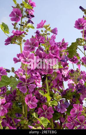 Mauretanischer Mallow (Malva sylvestris mauritiana), Gartenmallow, Algier Mallow Stockfoto