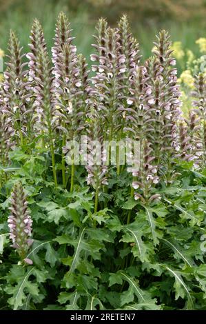 Bärenhosen (Acanthus hungaricus) Stockfoto