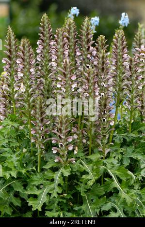 Bärenhosen (Acanthus hungaricus) Stockfoto