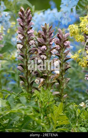 Bärenhosen (Acanthus hungaricus) Stockfoto