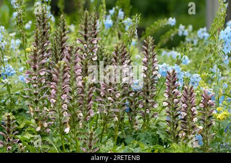 Bärenhosen (Acanthus hungaricus) Stockfoto