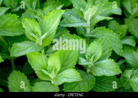 Apfelminze „Bowles“ (Mentha x rotundifolia), rundblättrige Minze Stockfoto