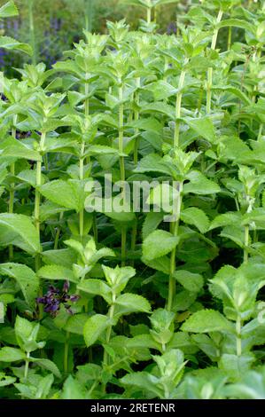 Apfelminze „Bowles“ (Mentha x rotundifolia), rundblättrige Minze Stockfoto