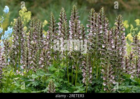 Bärenhosen (Acanthus hungaricus) Stockfoto