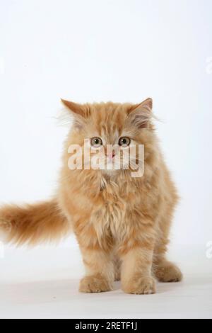 Persische Katze, Kätzchen Stockfoto