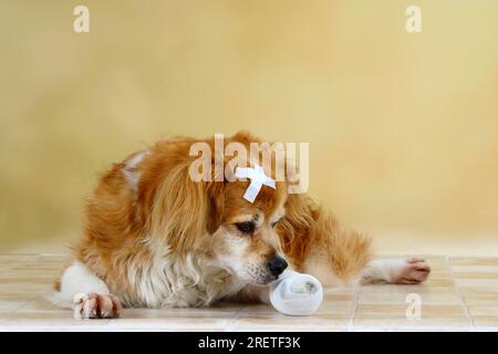 Mischhund mit Pflaster und Bandpfote, Bandage, lösbar Stockfoto