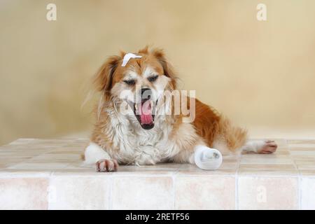 Mischhund mit Pflaster und Bandpfote, Bandage, lösbar Stockfoto