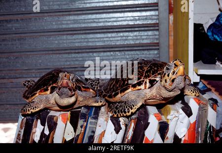 Gefüllte Hawksbill-Schildkröten als Souvenir, Punta Cana, Dominikanische Republik (Eretmochelys imbricata) Stockfoto
