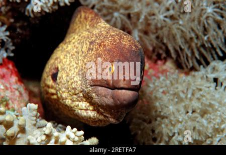 Yellowmargin Moray Ael, Ägypten (Gymnothorax flavimarginatus), Yellow-Margin Moray Ael Stockfoto