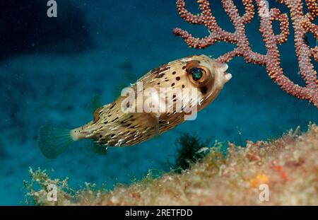 Lange Wirbelsäule Stachelmakrele (Diodon holocanthus), Lake Cortez, Niederkalifornien, Baja California, Kugelfisch, Ausgenommen, Mexiko Stockfoto