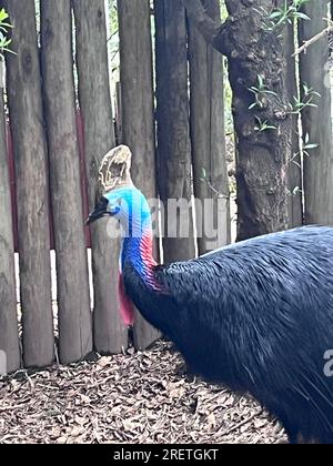 Nahaufnahme eines Vogels Casuarius casuarius Stockfoto