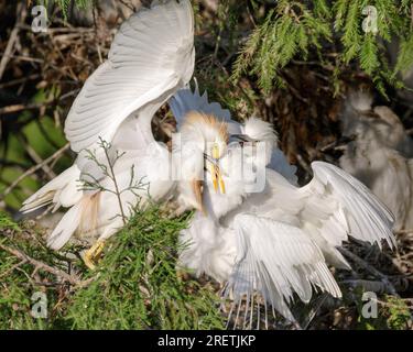 Rinderreiher (Ardea [Bubulcus] ibis) füttert Küken, Houston Area, Texas, USA. Stockfoto