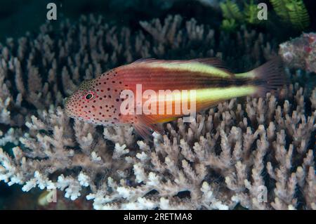 Sommerfisch, Paracirrhites forzesco, auf Table Table Coral, Acropora sp, Mike's Point, Dampier Straits, Raja Ampat, West Papua, Indonesien Stockfoto