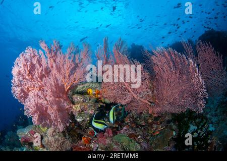 Ein Paar maurische Idol, Zanclus cornutus und Sea Fan, Melithaea sp. Und Gorgonian Sea Fan, Annella mollis, Cape 65 Tauchplatz, Dampier Strait, Raja Amp Stockfoto