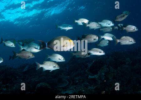 Schule von Topsail Chub, Kyphosus Cinerascens, und alleinstehender Yellowfin Surgeonfish, Acanthurus xanthopterus, Cape 65 Tauchplatz, Dampier Strait, Raja AMPA Stockfoto