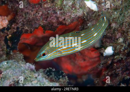 Juvenile Tailspot Wrasse, Halichoeres melanurus, Mangrove Ridge Dive Site, West Waigeo, Raja Ampat, West Papua, Indonesien Stockfoto