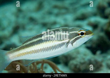 Dreigestreifter Peitschenschwanz, Pentapodus trivittatus, Mangrove Ridge, West Waigeo, Raja Ampat, West Papua, Indonesien Stockfoto