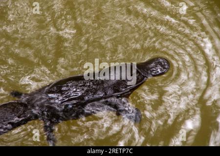 Platypus, Ornithorhynchus anatinus, Duck-Billed Platypus, Petersens Creek, Yungaburra, Australien. Stockfoto