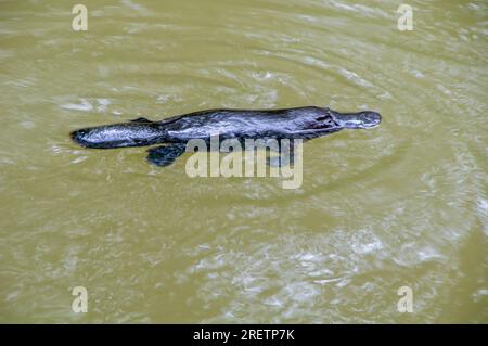Platypus, Ornithorhynchus anatinus, Duck-Billed Platypus, Petersens Creek, Yungaburra, Australien. Stockfoto