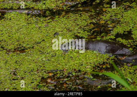 Platypus, Ornithorhynchus anatinus, Duck-Billed Platypus, Petersens Creek, Yungaburra, Australien. Stockfoto