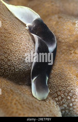 Schöne Kopfschildkugel, Chelidonura Amoena, auf Korallen, TK1 Tauchplatz, Lembritstraße, Sulawesi, Indonesien Stockfoto