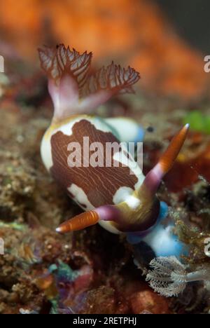 Rotkiefer-Nembrotha Nudibranch, Nembrotha rutilans, Makawide Tauchplatz, Lempriv Straits, Sulawesi, Indonesien Stockfoto