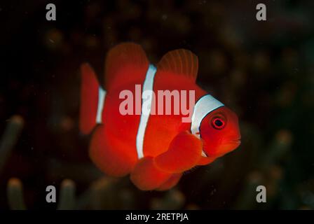 Spinecheek Anemonefish, Premnas biaculeatus, im herrlichen Sea Anemone, Heteractis Magna, Makawide Tauchplatz, LembritStraits, Sulawesi, Indonesien Stockfoto