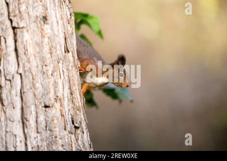 Süßes europäisches rotes Eichhörnchen, das eigenartig von einem Ast aus aussieht - mit Kopierraum Stockfoto