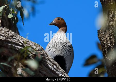 Ein ausgewachsener männlicher australischer Ente - Chenonetta jubata - Vogel hoch oben auf einem Ast, der im Morgensonnenlicht auf die Kamera blickt, mit Kopierraum Stockfoto