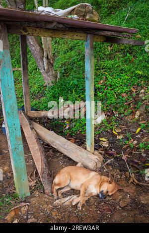 Ein Hund schläft an einer Bushaltestelle an der Festung Fuerte Santiago im Dorf Portobelo, Provinz Colon, Republik Panama, Mittelamerika Stockfoto