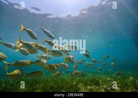 Exotische Rabirubiafische schwimmen unter Wasser nahe dem grünen Grasboden, während die Sonne durch durchsichtiges Wasser scheint Stockfoto