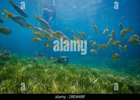 Schule exotischer Fische, die unter Wasser mit üppigem grünen Gras an sonnigen Tagen in der Nähe von Felsen und Ketten vom Boot schwimmen Stockfoto