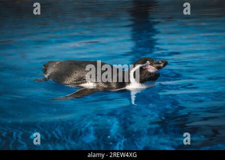 Seitlicher Blick auf den flauschigen, bezaubernden Humboldt-Pinguin mit nassem schwarz-weißem Gefieder, das an einem sonnigen Tag im klaren blauen Wasser des Pools schwimmt Stockfoto