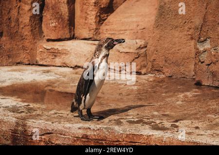 Seitlicher Blick auf den süßen Spheniscus humboldti-Pinguin, der auf rauem Gelände in der Nähe von felsigen Klippen steht und an sonnigen Tagen wegblickt Stockfoto