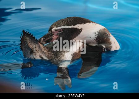 Hoher Winkel von niedlichen schwarz-weißen Humboldt-Pinguin-Reinigungsfedern beim Schwimmen im blauen Wasser des ruhigen Meeres Stockfoto