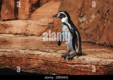 Seitlicher Blick auf den bezaubernden Spheniscus humboldti-Pinguin mit schwarz-weißem Gefieder und langem Schnabel, der an der felsigen Küste steht und wegschaut Stockfoto