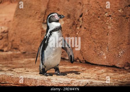 Seitlicher Blick auf den bezaubernden Spheniscus humboldti-Pinguin mit schwarzem Kopf und weißen Unterteilen, der an der felsigen Küste steht und an sonnigen Tagen wegblickt Stockfoto