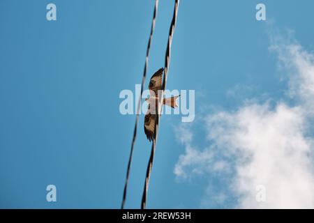 Unter dem roten Drachen, gefangen zwischen elektrischen Drähten, die am sonnigen Tag unter blauem bewölktem Himmel fliegen Stockfoto