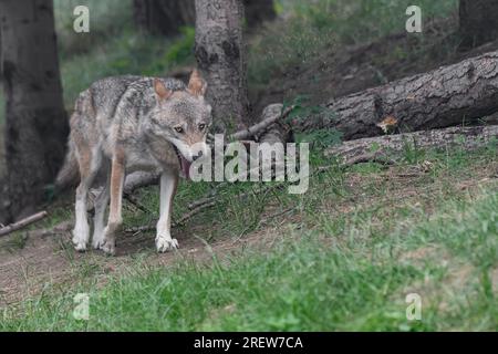 Der italienische Wolf im wilden Wald (Canis lupus italicus) Stockfoto