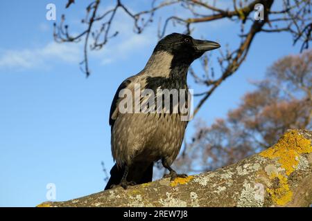 Wachsamer Mann mit Kapuze, Corvus cornix, hoch oben auf einem Baum an einem sonnigen Frühlingstag. Stockfoto