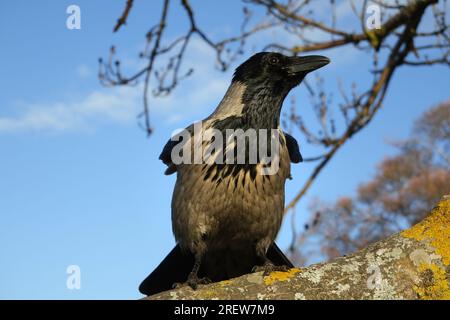 Männliche Kapuzenkrähe, Corvus cornix, hoch oben auf einem Baum und im Frühling, wenn die Nistsaison beginnt, im Territorium tätig. Stockfoto