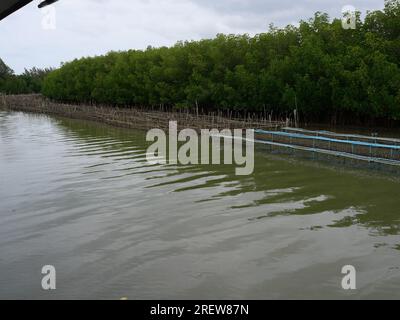Oyster Shellfish Farm im Meer mit Mangrovenwäldern im Hintergrund, Muschelzucht hängt an einem Seil auf blauem Kunststoffgeländer in Thailand Stockfoto