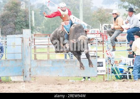 Fotos von Männern, Frauen und Kindern, die beim Rodeo in gresford auf Pferden und Bullen bei verschiedenen Veranstaltungen mitmachen Stockfoto