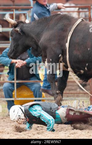 Fotos von Männern, Frauen und Kindern, die beim Rodeo in gresford auf Pferden und Bullen bei verschiedenen Veranstaltungen mitmachen Stockfoto