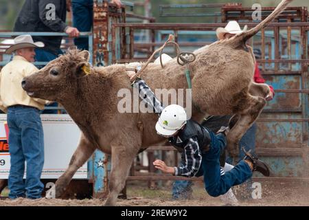 Fotos von Männern, Frauen und Kindern, die beim Rodeo in gresford auf Pferden und Bullen bei verschiedenen Veranstaltungen mitmachen Stockfoto