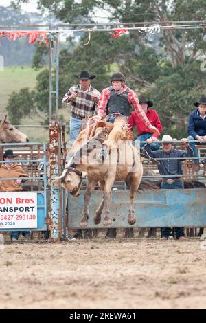 Fotos von Männern, Frauen und Kindern, die beim Rodeo in gresford auf Pferden und Bullen bei verschiedenen Veranstaltungen mitmachen Stockfoto