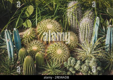 Kaktusgarten, kleine Kaktuspflanzen Stockfoto