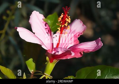 Illustration einer rosafarbenen Hibiskusblume in der Kamera Stockfoto